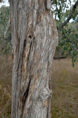 Melaleuca nervosa