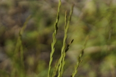 Lolium rigidum
