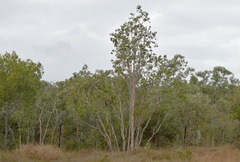 Melaleuca nervosa