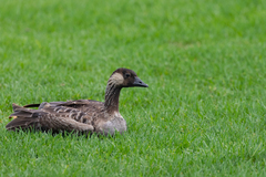 Branta sandvicensis