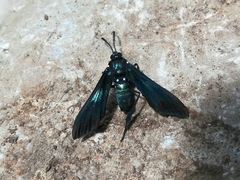 Macrocneme chrysitis
