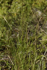 Lolium rigidum