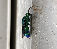 Chrysis lincea
