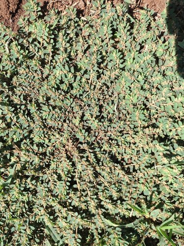Euphorbia thymifolia observed 2022-10-22