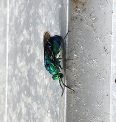 Chrysis lincea