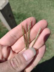 Bothriochloa pertusa