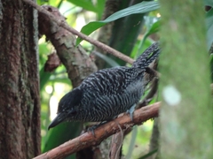 Cymbilaimus lineatus