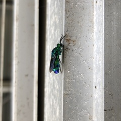 Chrysis lincea
