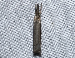 Raphiptera argillaceellus