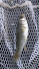 Fundulus grandis
