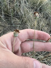 Thelesperma megapotamicum