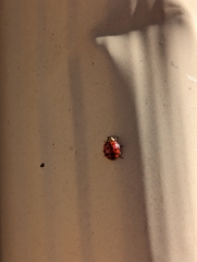 Harmonia axyridis