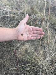 Thelesperma megapotamicum