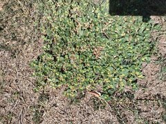 Alternanthera pungens