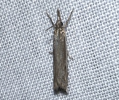 Raphiptera argillaceellus