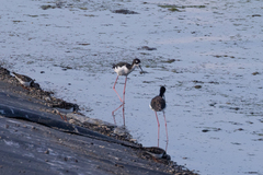 Himantopus mexicanus knudseni