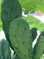 Opuntia cochenillifera