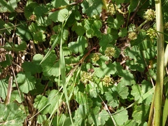 Hydrocotyle laxiflora