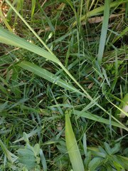 Urochloa subquadripara