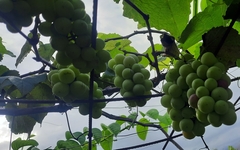 Vitis vinifera
