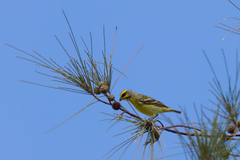 Crithagra mozambica