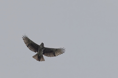 Buteo solitarius