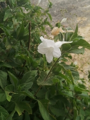 Ruellia leucantha