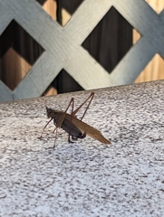 Neoconocephalus triops