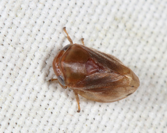 Clastoptera testacea