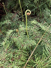 Gleichenia microphylla