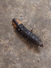 Pterotus obscuripennis