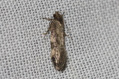 Barea phaeomochla