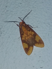 Symphlebia