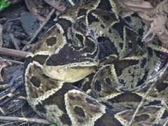 Bothrops asper