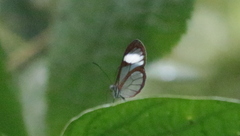 Pteronymia alissa
