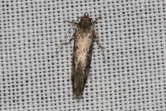 Barea phaeomochla
