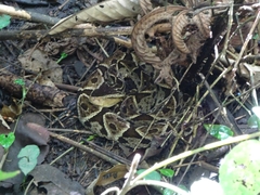 Bothrops asper