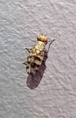 Ulidiidae