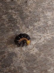 Pterotus obscuripennis