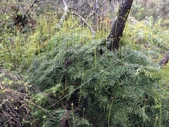 Gleichenia microphylla