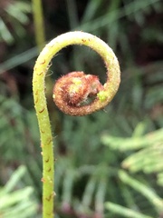 Gleichenia microphylla