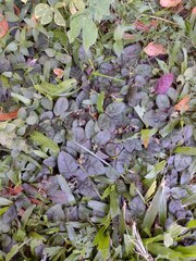 Strobilanthes reptans