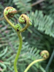Gleichenia microphylla