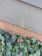 Digitaria radicosa