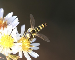 Sphaerophoria philanthus