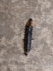 Pterotus obscuripennis