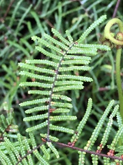 Gleichenia microphylla