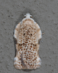 Acleris subnivana