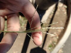 Dichanthium annulatum annulatum