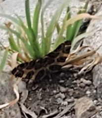 Pantherodes pardalaria